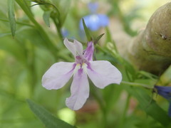 Lobelia erinus