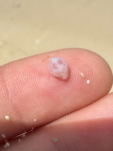 Purpurcapsula exigua observed 2026-06-22