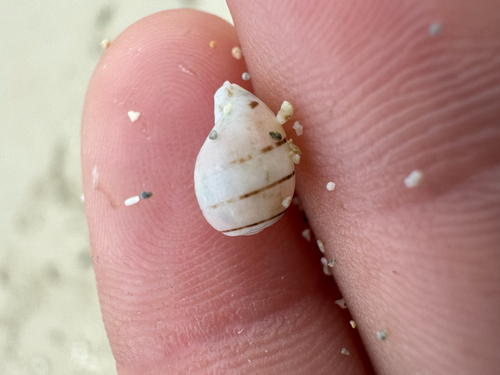 Hydatina amplustre observed 2026-06-22