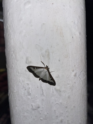 Box Tree Moth