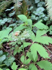 Hydrophyllum tenuipes