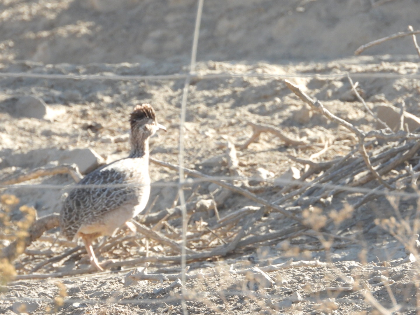 Chilean Tinamou (Nothoprocta perdicaria), photo 7