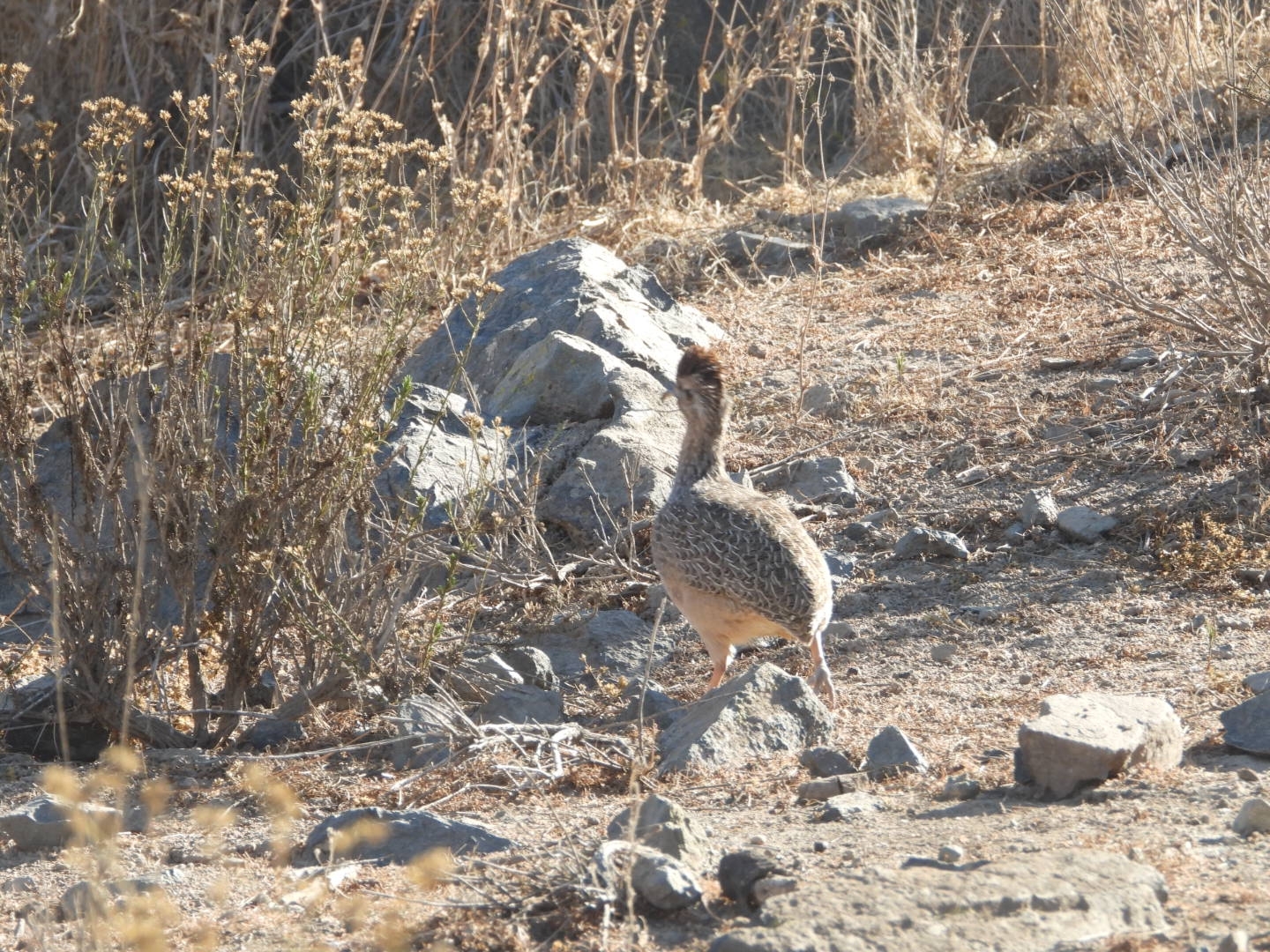 Chilean Tinamou (Nothoprocta perdicaria), photo 8
