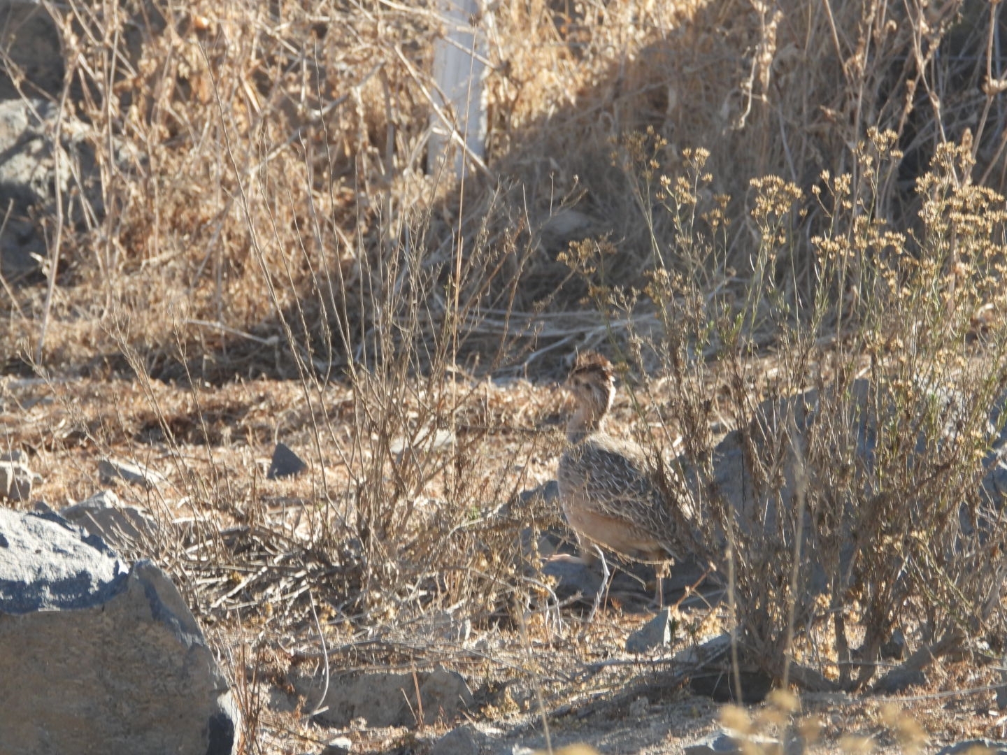 Chilean Tinamou (Nothoprocta perdicaria), photo 9