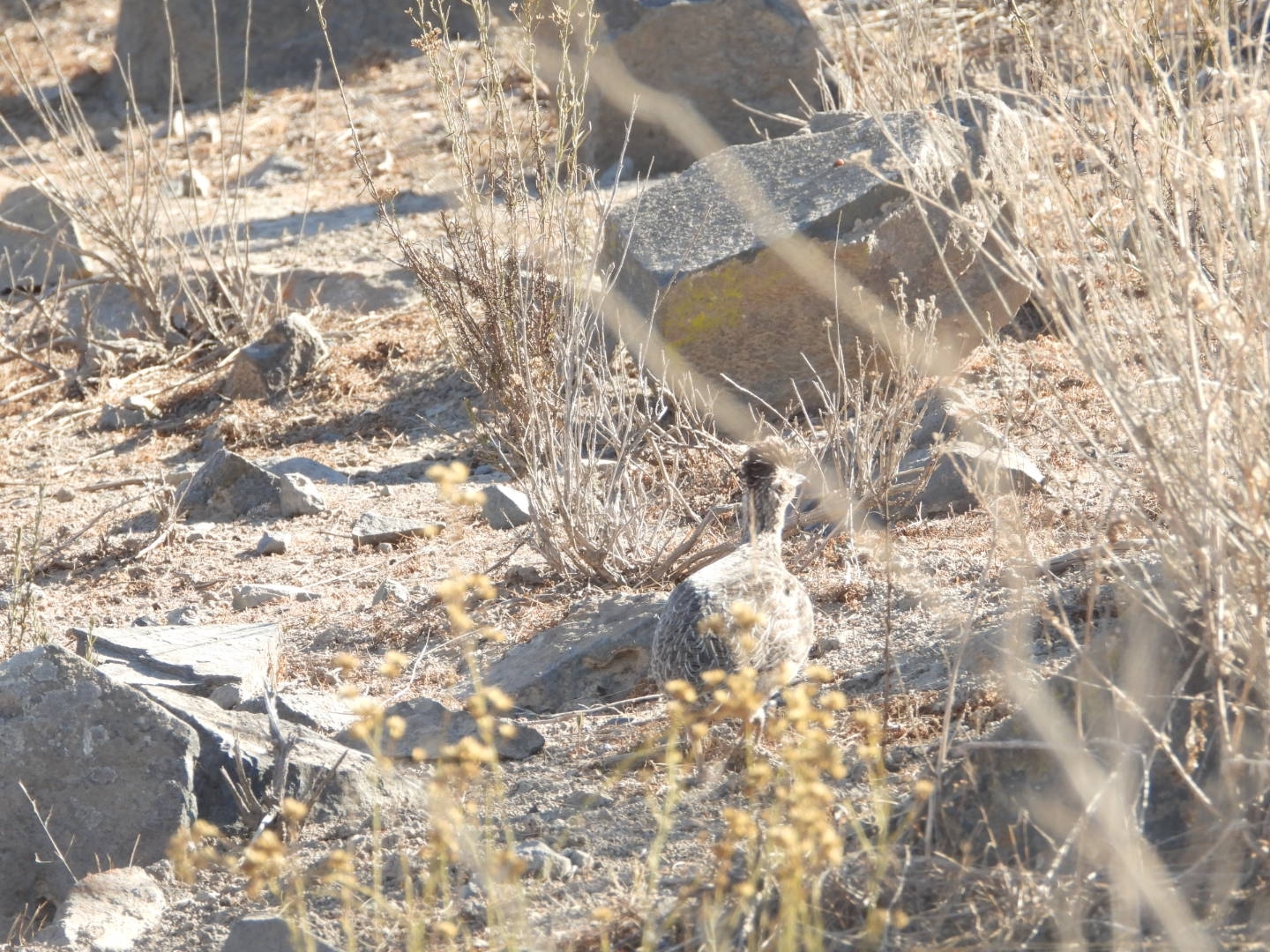 Chilean Tinamou (Nothoprocta perdicaria), photo 10