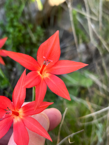 Gladiolus priorii, photograph 6