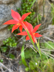 Gladiolus priorii, photograph (c) Dave U, some rights reserved (CC BY-SA)