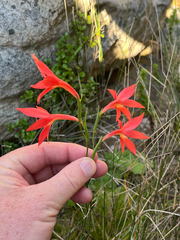 Gladiolus priorii, photograph (c) Dave U, some rights reserved (CC BY-SA)