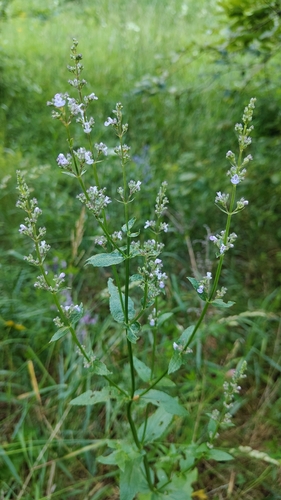 Nepeta nuda (Nepeta nuda)