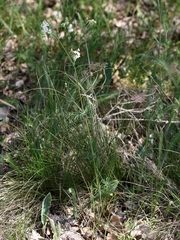 Galium glaucum