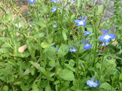 Lobelia erinus