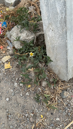 Tridax Daisy