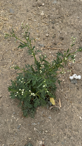Santa Maria feverfew