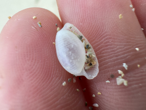 Atys semistriatus observed 2026-06-22