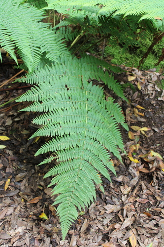Dryopteris oligodonta, photograph 2