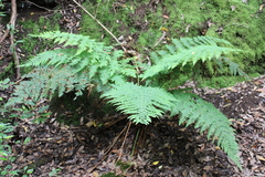 Dryopteris oligodonta