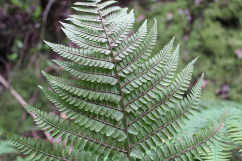 Dryopteris oligodonta, photograph 1