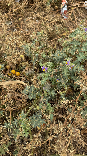 Surattense Nightshade