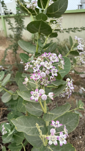 giant milkweed