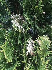 Pestalotiopsis funerea