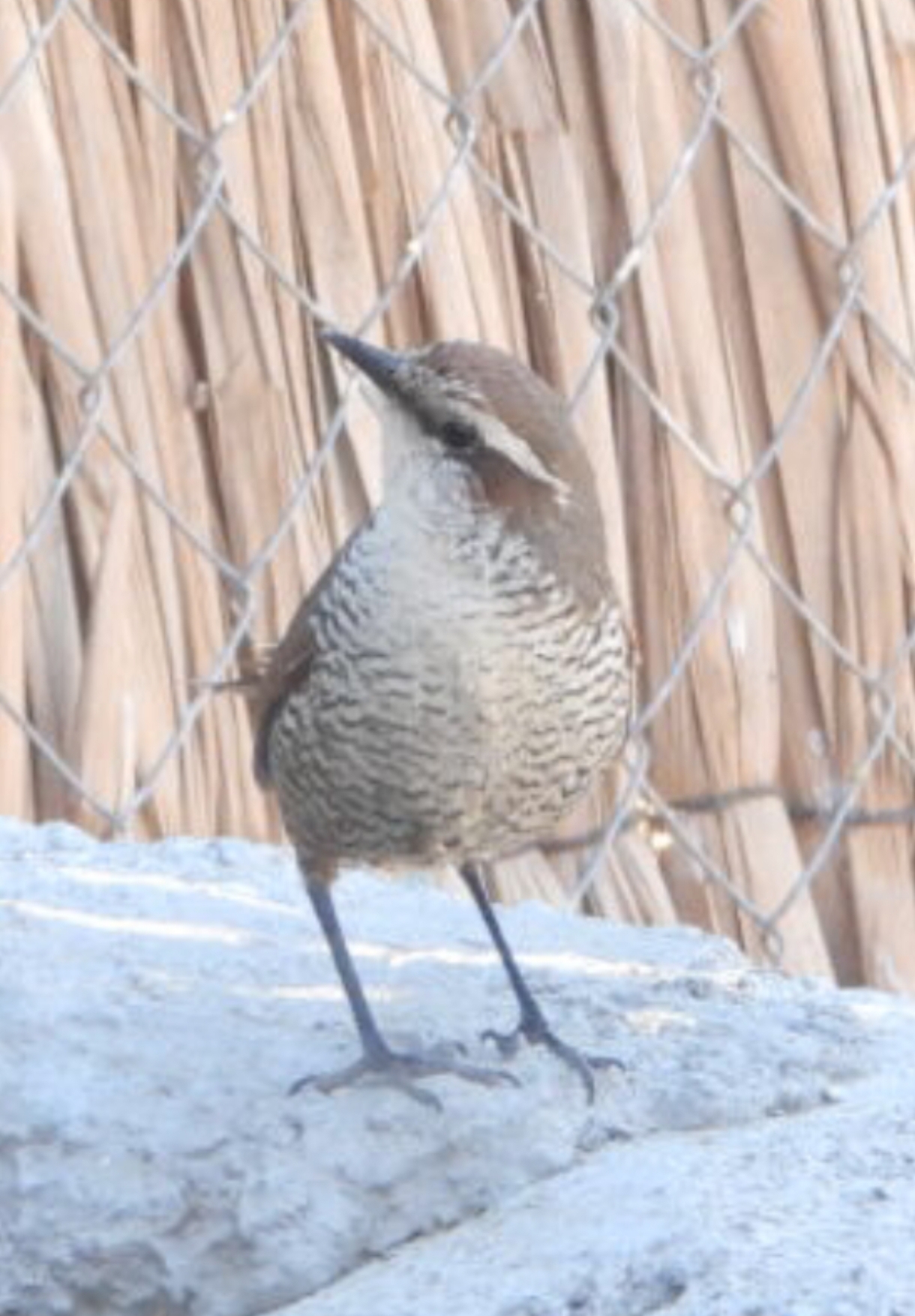White-throated Tapaculo (Scelorchilus albicollis), photo 3