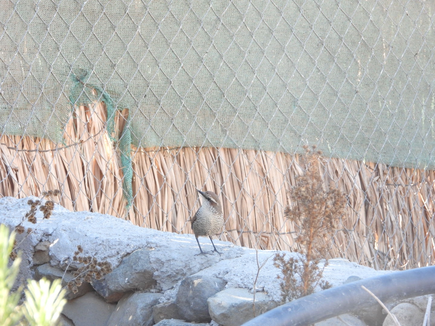 White-throated Tapaculo (Scelorchilus albicollis), photo 4