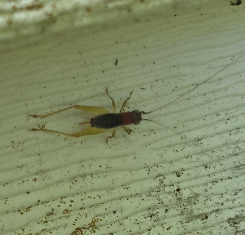Red-headed Bush Cricket