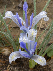 Iris tenuifolia
