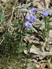 Veronica austriaca