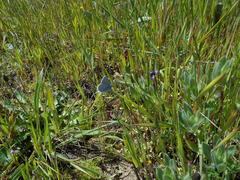 Icaricia icarioides missionensis