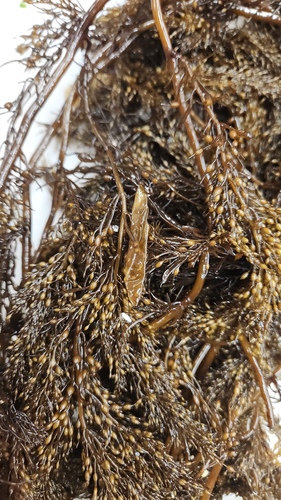 Coilodesme californica observed 2026-06-16