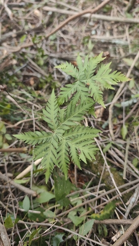 Geranium Fern
