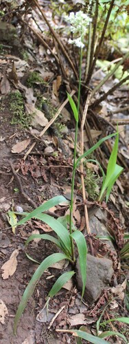 Luzula canariensis, photograph 2