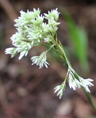 Luzula canariensis