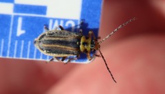 Trirhabda luteocincta