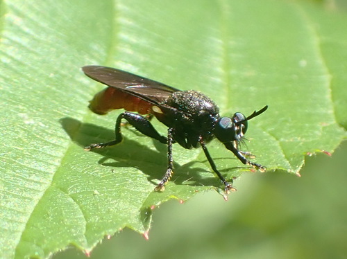Black-backed Lampria photo 3