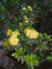 Ixora coccinea