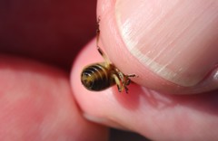 Trirhabda luteocincta