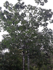 Sterculia apetala