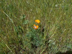 Icaricia icarioides missionensis