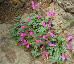 Penstemon rupicola