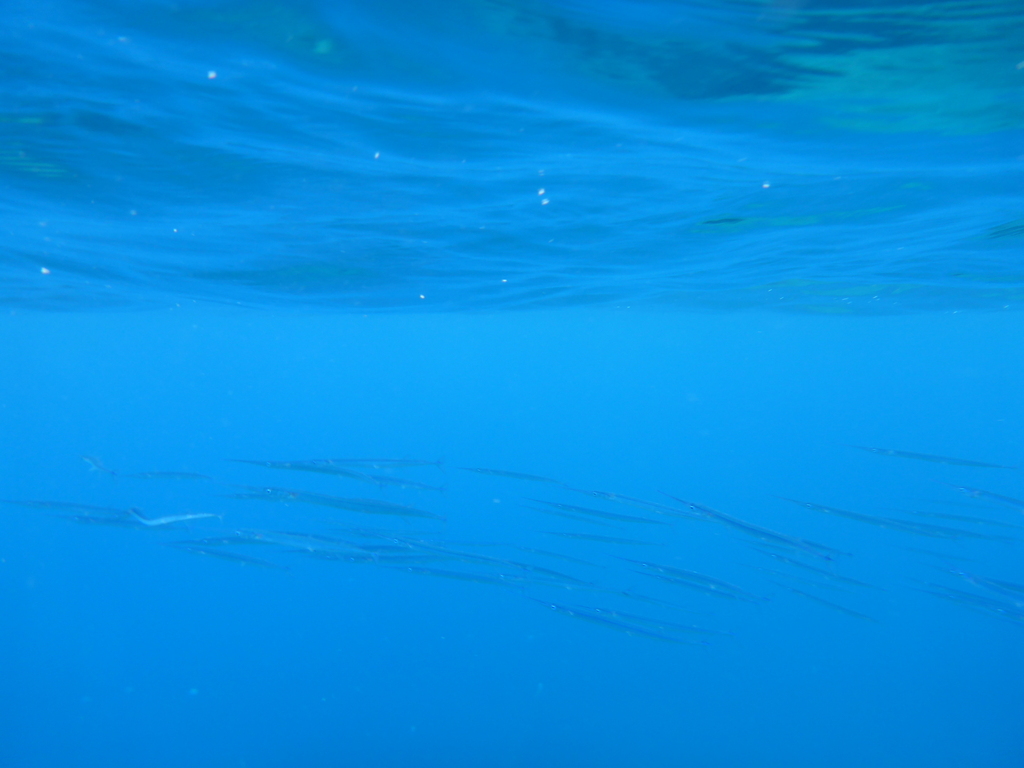 Saint Helena needlefish