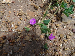 Corbichonia decumbens