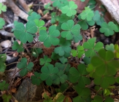 Oxalis