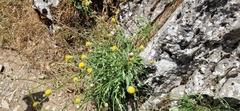 Crepis albida