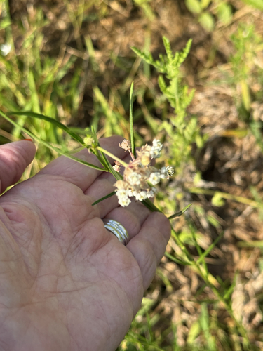 Asclepias linearis, photograph 3