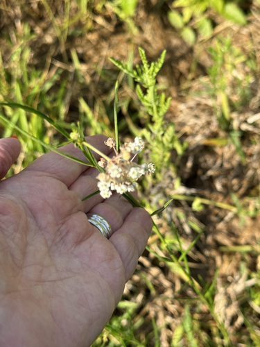 Asclepias linearis, photograph 4