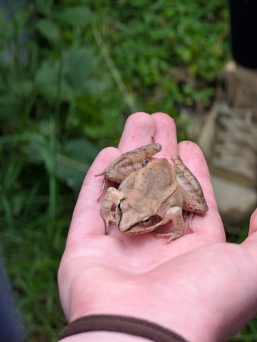 Wood Frog