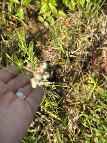 Asclepias linearis, photograph 2
