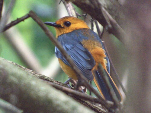 Red-capped Robin-Chat
